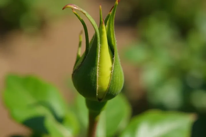 New rose bud and leaves in a sunny garden