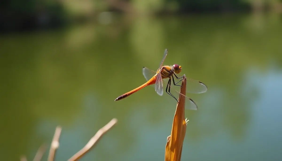 Dragonfly resting on a reed by a pond