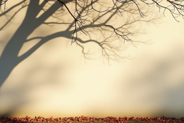 Sunlit pale stucco wall on the south side of a house in autumn with bare branch shadows